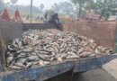इसुआपुर में पोखरा में जहर डालकर 7 लाख की मछलियों को मार डाला,मत्स्य पालक किसान परेशान
